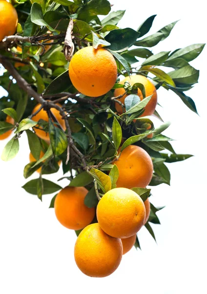 Orange träd — Stockfoto