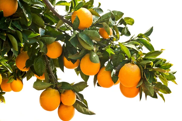 Orange träd — Stockfoto