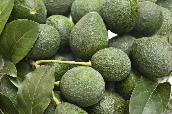 Avocados Growing on Tree — Stock Photo, Image