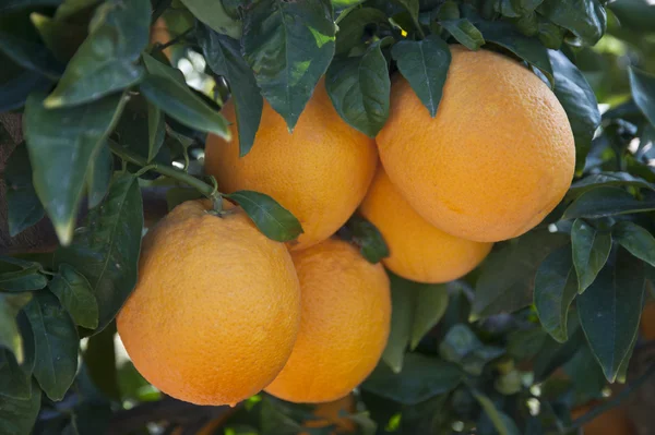 Orange träd — Stockfoto