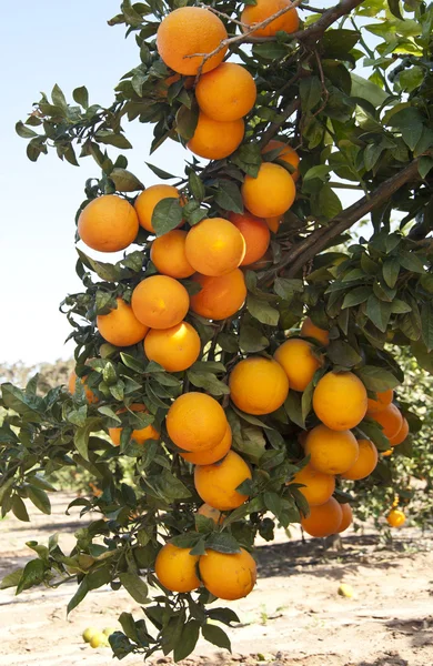 Oranjeboom — Stockfoto