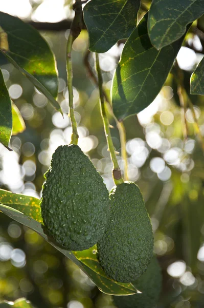 Αβοκάντο που φυτρώνει σε δέντρο — Φωτογραφία Αρχείου