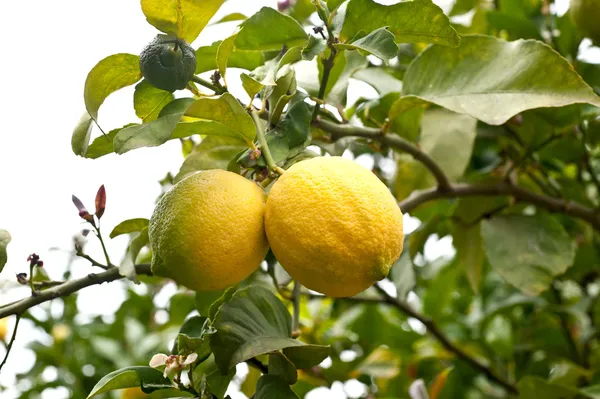 Čerstvé žluté citrony na zahradní strom — Stock fotografie