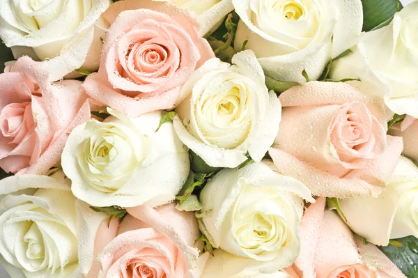 White and pink roses — Stock Photo, Image