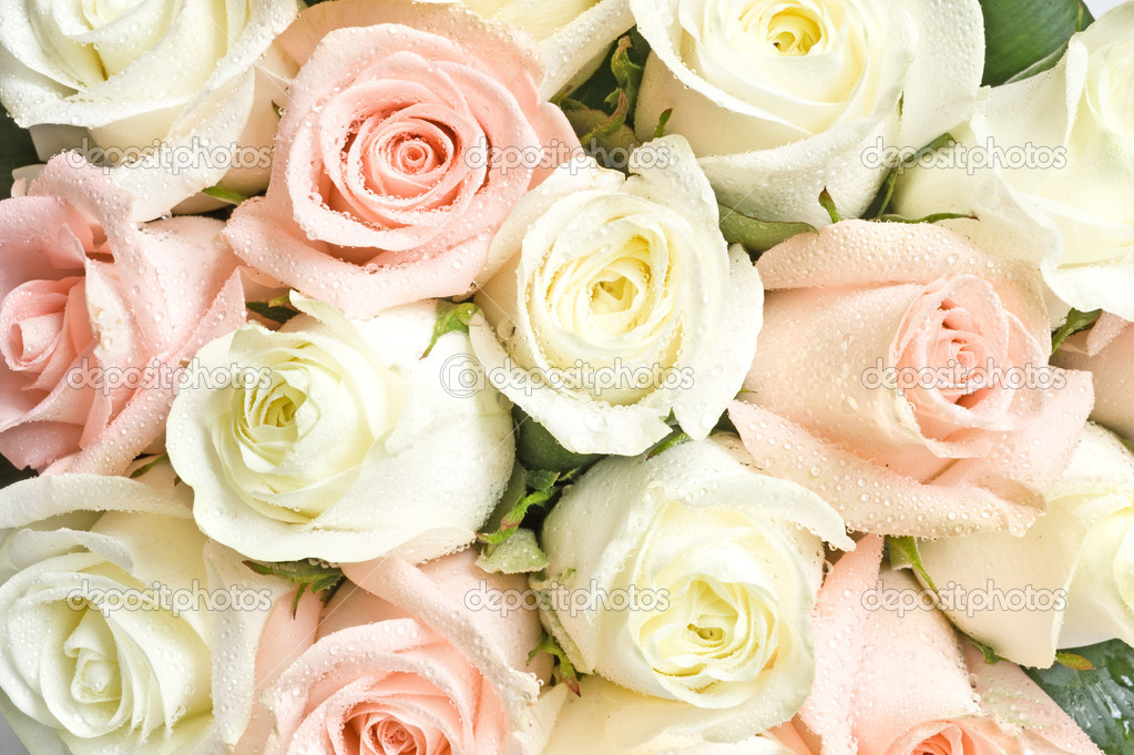 White and pink roses