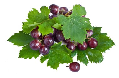 izole kırmızı üzüm yaprakları