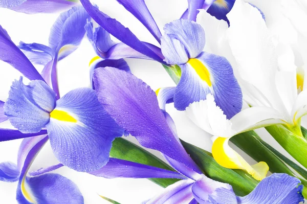 Blauwe en witte iris — Stockfoto