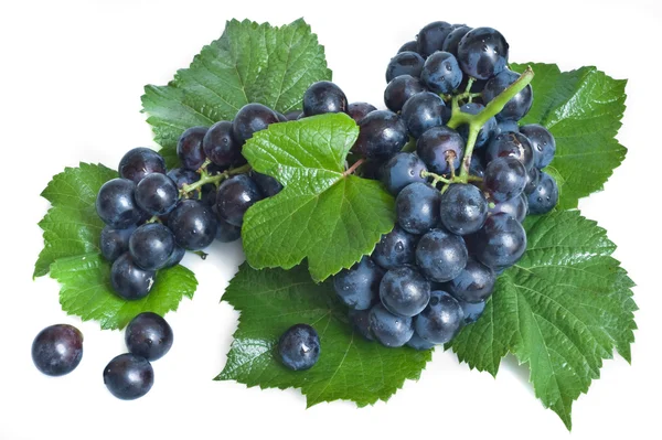 Черный виноград с листьями — стоковое фото