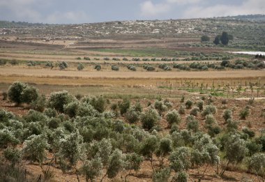 milli park zippori (tsipori). İsrail