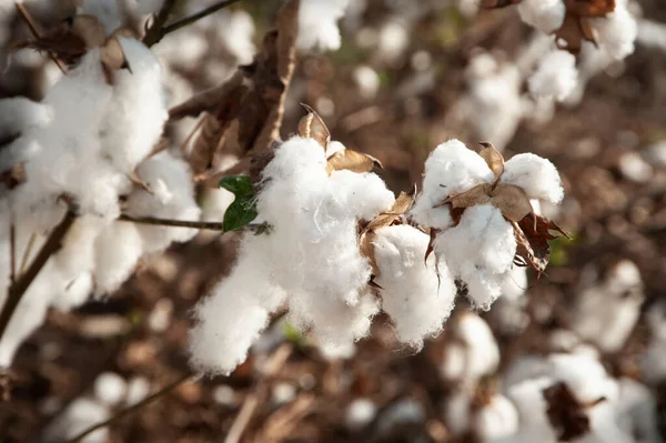 Cotton Fields White Ripe Cotton Ready Harvesting Israel — Stock Photo, Image