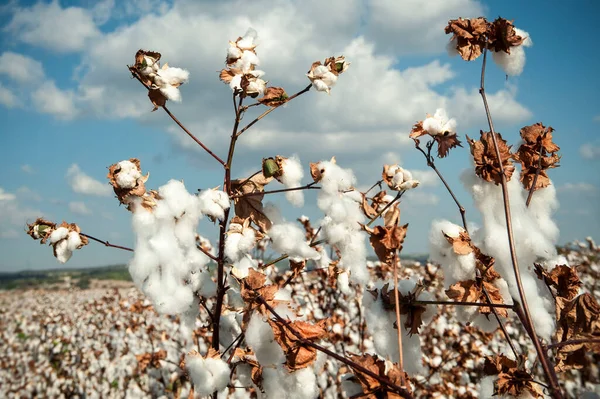 Cotton Fields White Ripe Cotton Ready Harvesting Israel — Stock Photo, Image