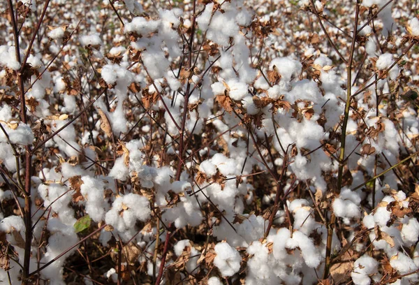 Champs Coton Blanc Avec Coton Mûr Prêt Pour Récolte Israël — Photo