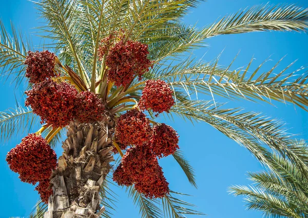 Dates Branches Palmier Avec Des Dates Mûres Israël — Photo