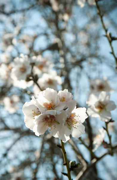 Close Branch Beautiful Almond Flowers — Stock Photo, Image