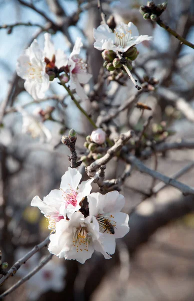 Close Branch Beautiful Almond Flowers — Stock Photo, Image
