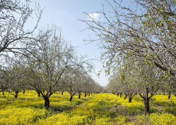 Landscape Almond Trees Spring Israel — Stock Photo, Image