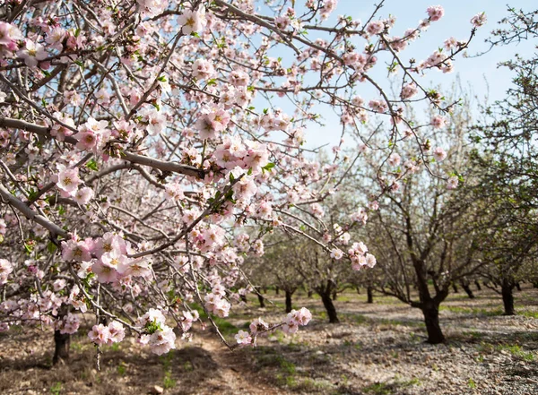 Blisko Kwitnących Drzew Migdałowych Izrael — Zdjęcie stockowe