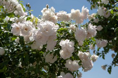 Mavi gökyüzü arka planında açan güller