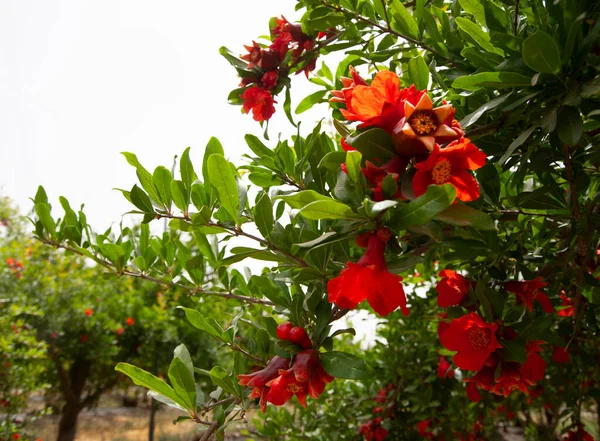 Red  pomegranate flowers on pomegranate tree in the garden.