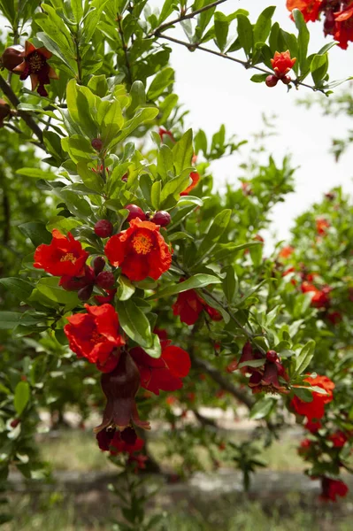 Rote Granatapfelblüten Granatapfelbaum Garten — Stockfoto