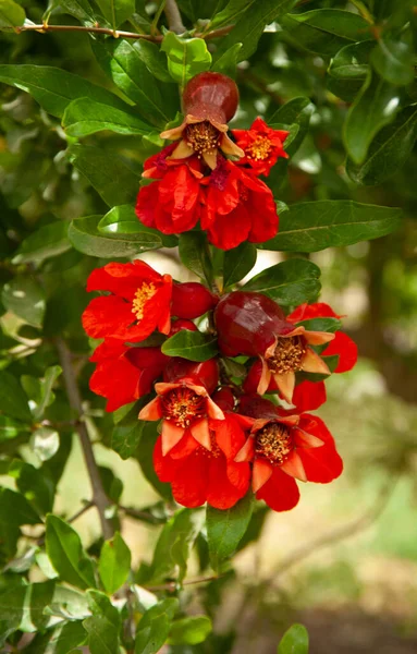 Rote Granatapfelblüten Granatapfelbaum Garten — Stockfoto