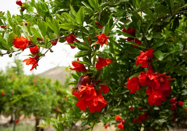 Red  pomegranate flowers on pomegranate tree in the garden.