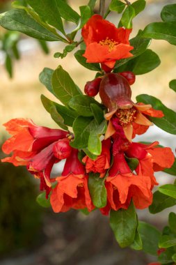 Bahçedeki ağaçta kırmızı nar çiçekleri.