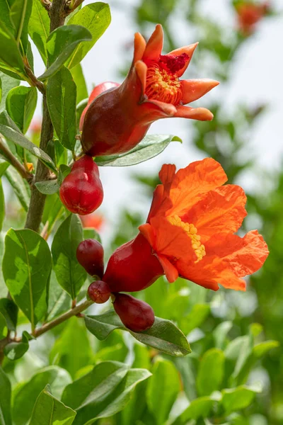 Rote Granatapfelblüten Auf Baum Garten — Stockfoto