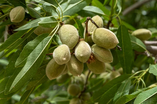 Ripening Almond Branch Tree Garden — Stock Photo, Image