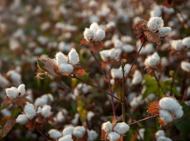 Olgun pamuk koza dalı Close-Up