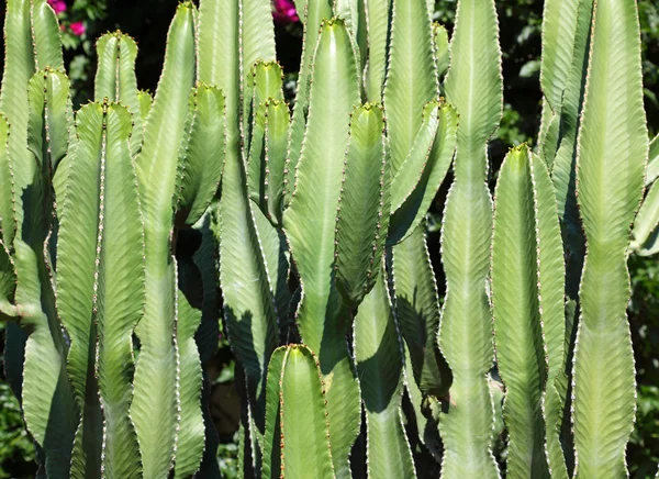 Cactus —  Fotos de Stock