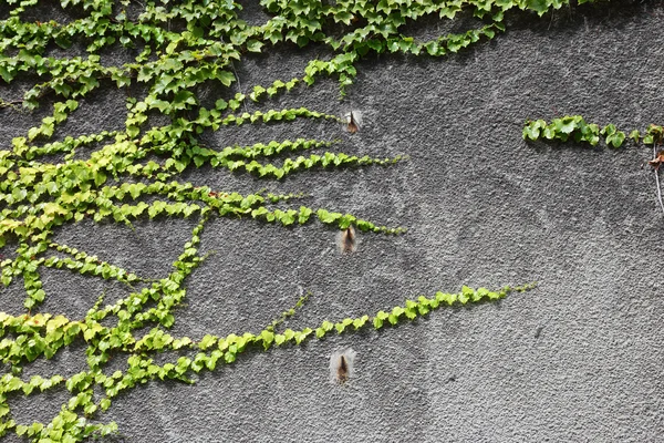 Branch plants — Stock Photo, Image