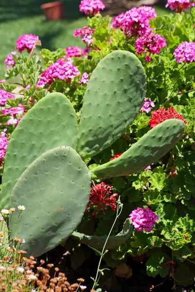 Ramas del cactus — Foto de Stock