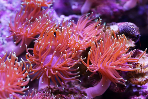 Sea anemones — Stock Photo, Image