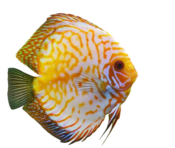 Tropiska fiskar diskus — Stock fotografie