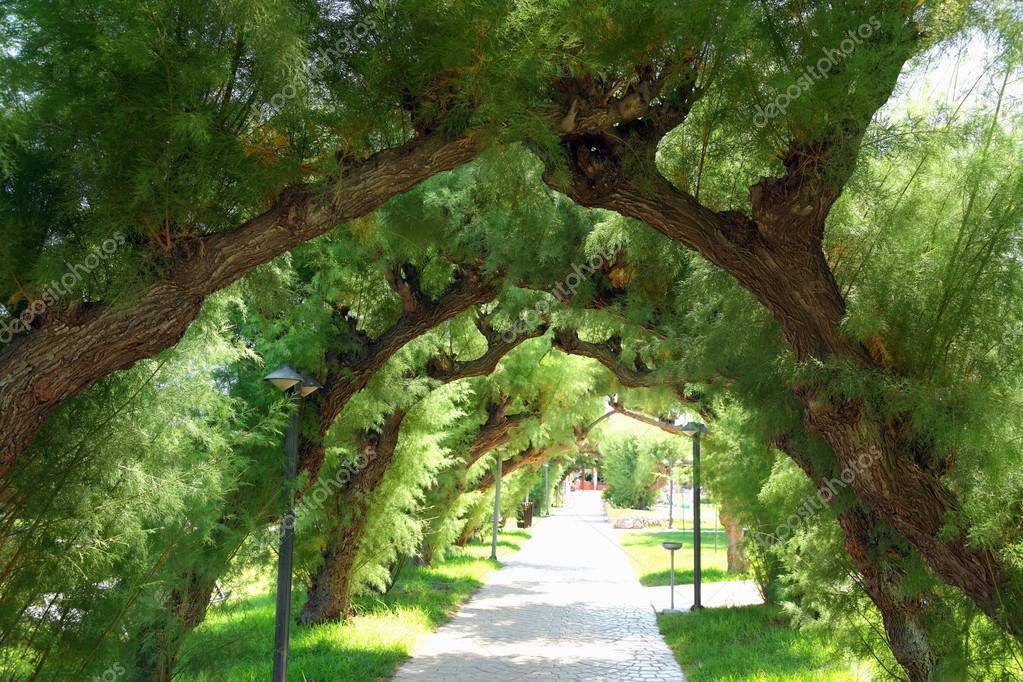 Galhos de árvores sob a forma de um arco — Fotografias de Stock