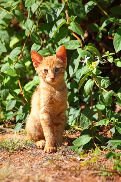 Lilla rödhåriga kattunge — Stockfoto