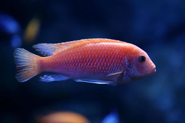 Red tropical fish — 图库照片