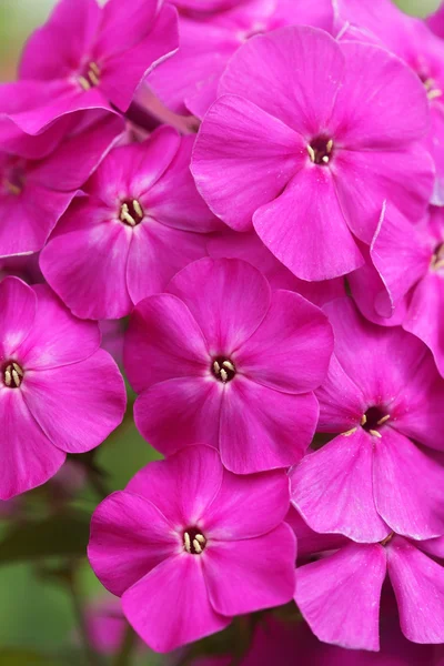 Flores brillantes, Phlox — Foto de Stock