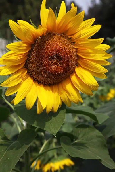 Yellow sunflower — Stock Photo, Image