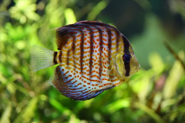 Diskus in het aquarium — Stockfoto