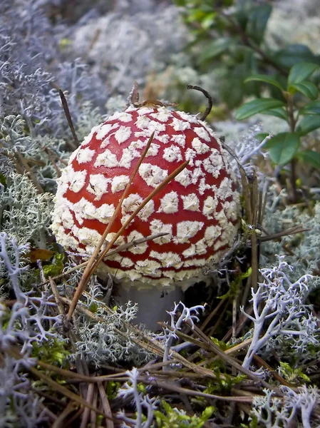 Red fly agaric — Stock Fotó