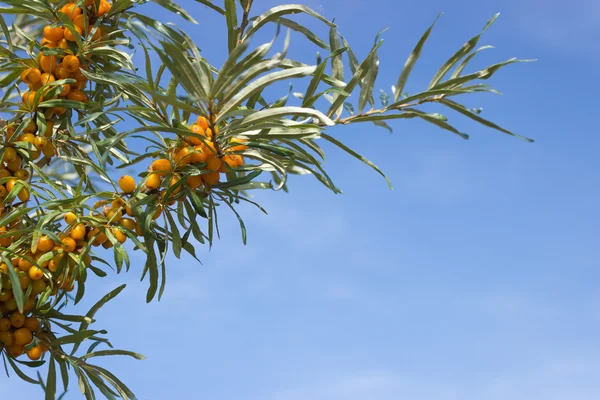 Takken van seabuckthorn — Stockfoto