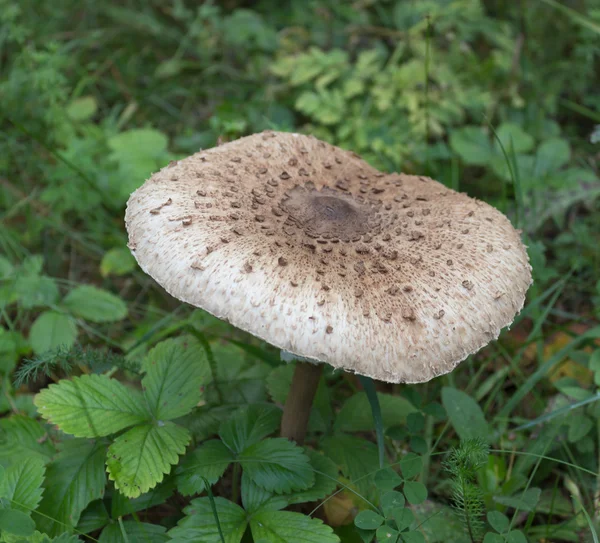 Cogumelo de toadstool — Fotografia de Stock