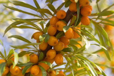 Seabuckthorn_3 dalları