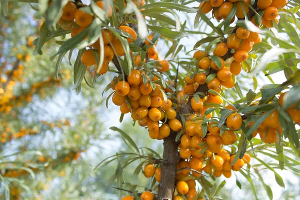 Grenar av seabuckthorn_5 — Stockfoto