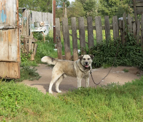 Dorfhund — Stockfoto