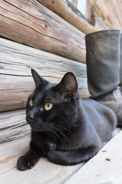 Svart katt och presenning boots_4 — Stockfoto