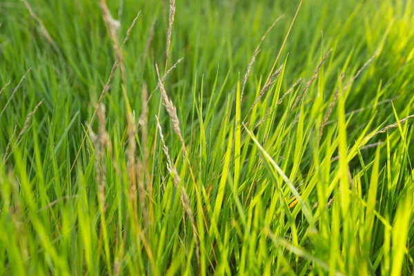 Hintergrund mit grünem Rasen. — Stockfoto