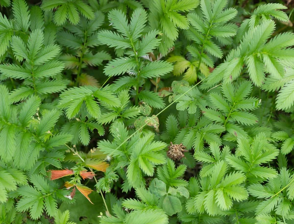 Potentilla anserina — Stock fotografie